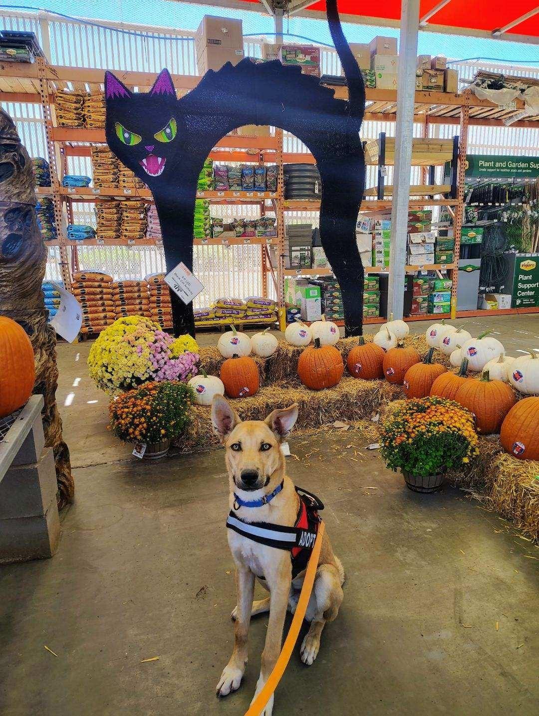 Enlarge Tristan, a Adoptable mixed breed in Bernalillo, NM image 2/5