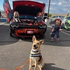 Enlarge Tristan, a Adoptable mixed breed in Bernalillo, NM image 4/5