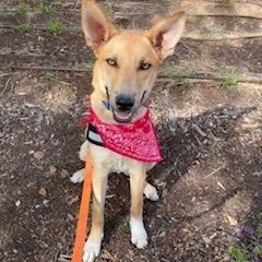 Enlarge Tristan, a Adoptable mixed breed in Bernalillo, NM image 1/5