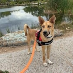 Enlarge Tristan, a Adoptable mixed breed in Bernalillo, NM image 5/5