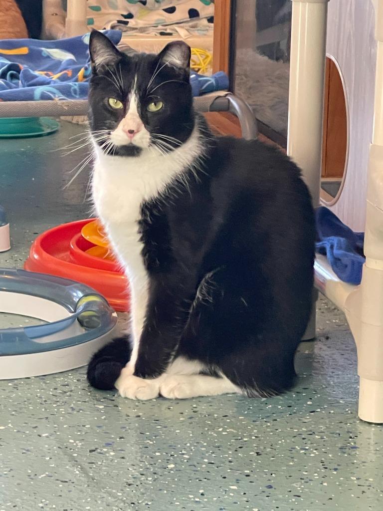 Doppler, Adoptable, Adult Male Domestic Short Hair.