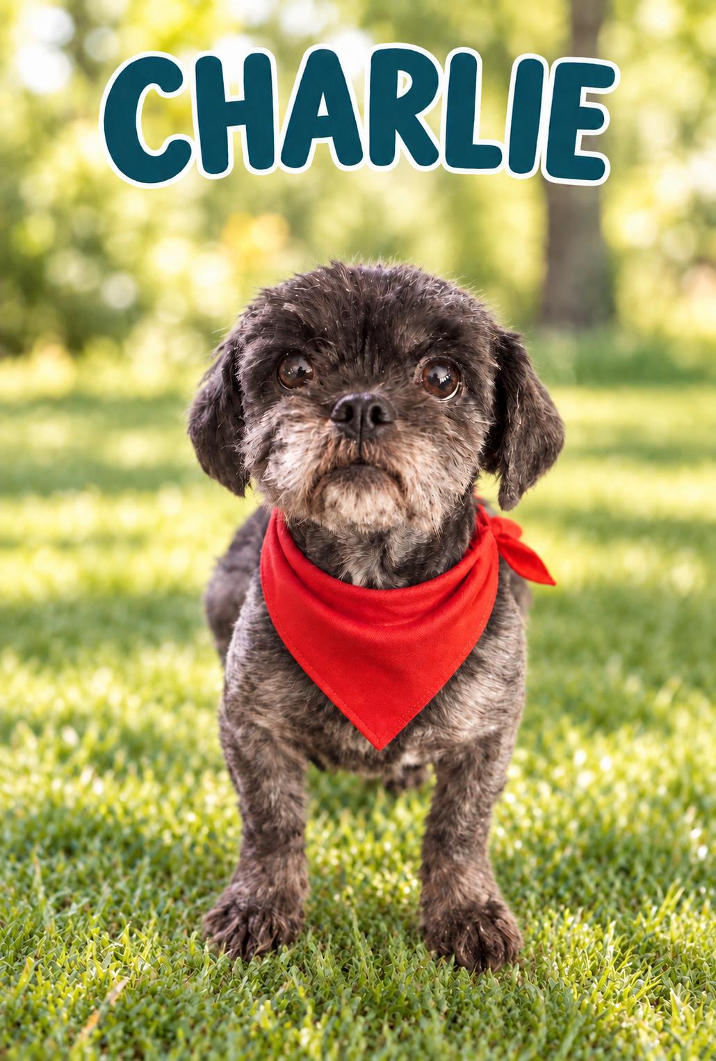Enlarge Charlie - OS, a Adoptable Shih Tzu in Pataskala, OH image 1/3