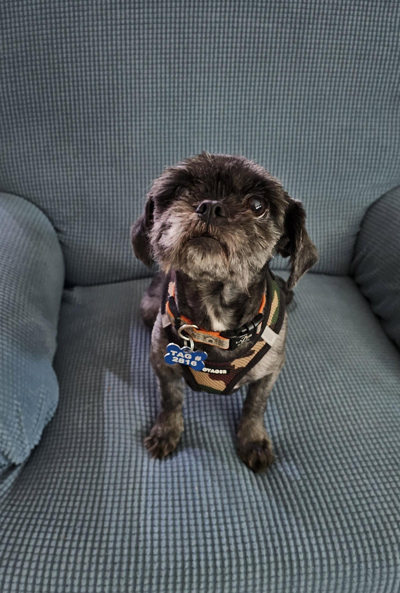 Enlarge Charlie - OS, a Adoptable Shih Tzu in Pataskala, OH image 2/3