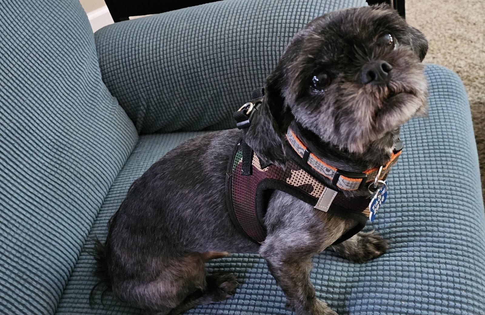 Enlarge Charlie - OS, a Adoptable Shih Tzu in Pataskala, OH image 3/3