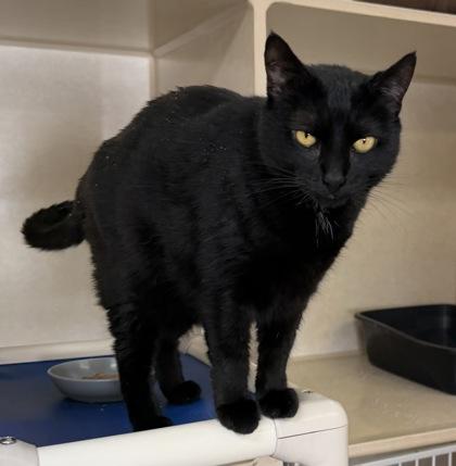 Mystique, adopted, Adult Female Domestic Short Hair.