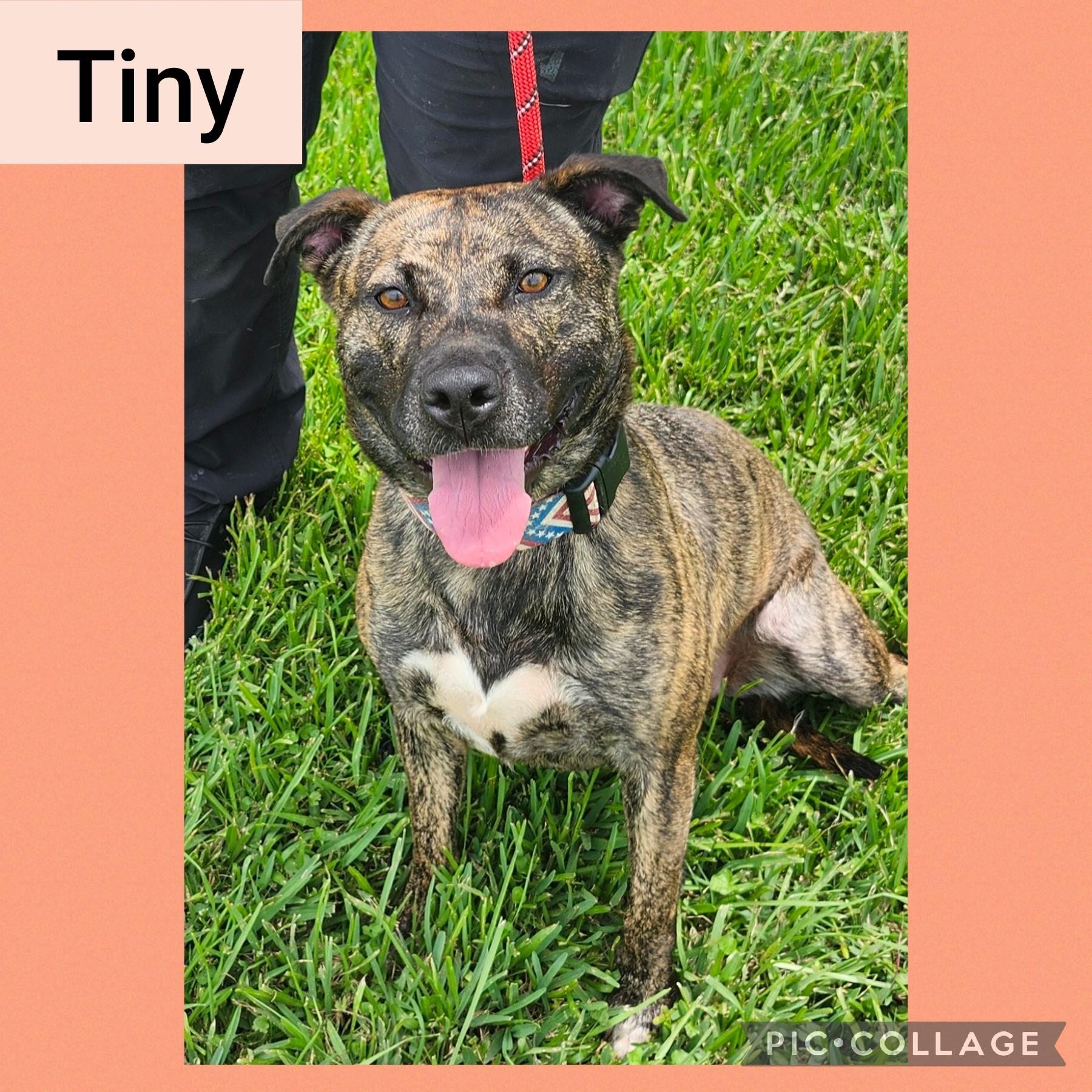 Tiny, Adoptable, Adult Female Pit Bull Terrier.