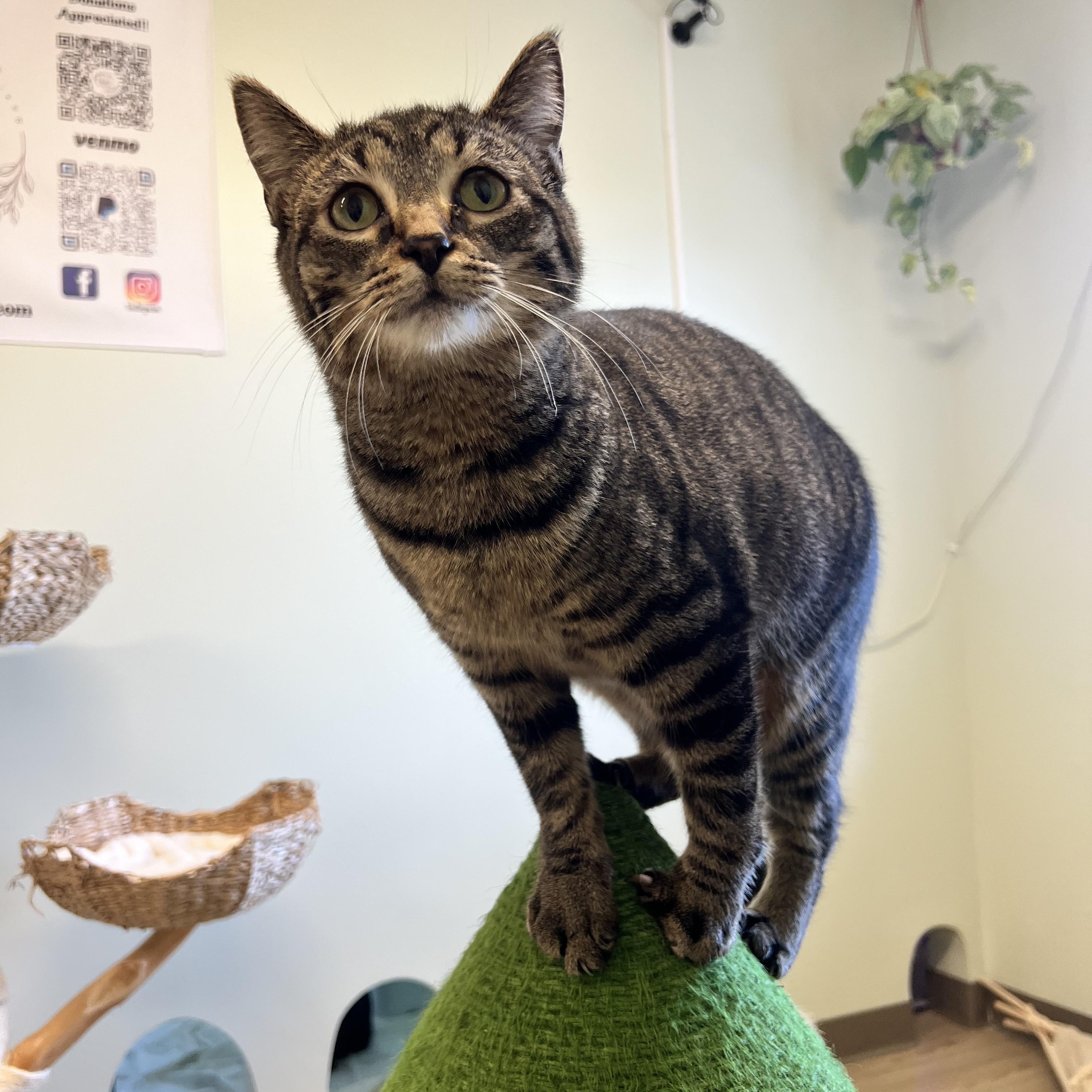 Biscuit, a Adoptable Domestic Short Hair in Elverson, PA image 1/2