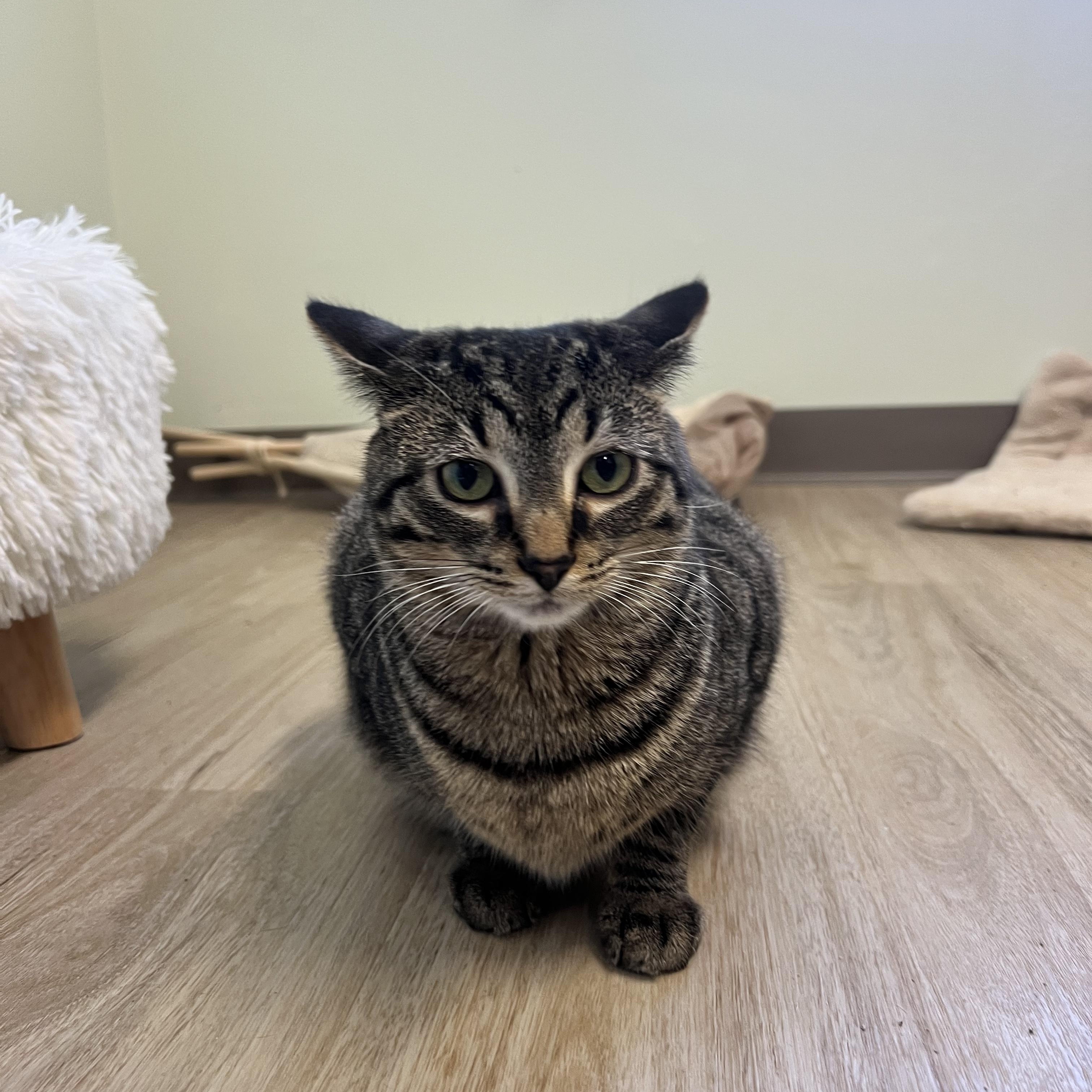 Biscuit, a Adoptable Domestic Short Hair in Elverson, PA image 2/2