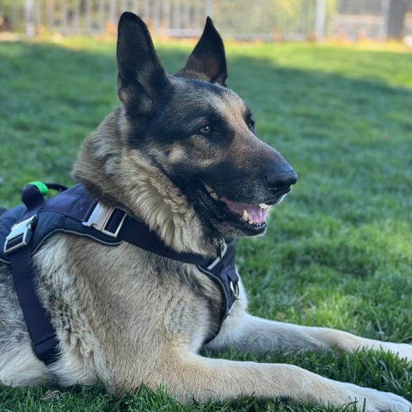 Dax, Adoptable, Adult Male German Shepherd Dog.