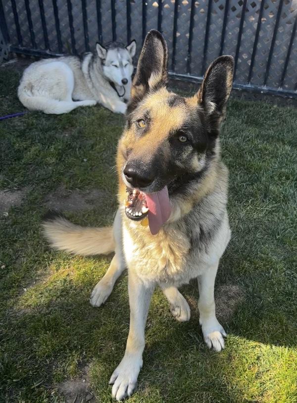 Enlarge Dax, a Adoptable mixed breed in Dublin, CA image 2/4