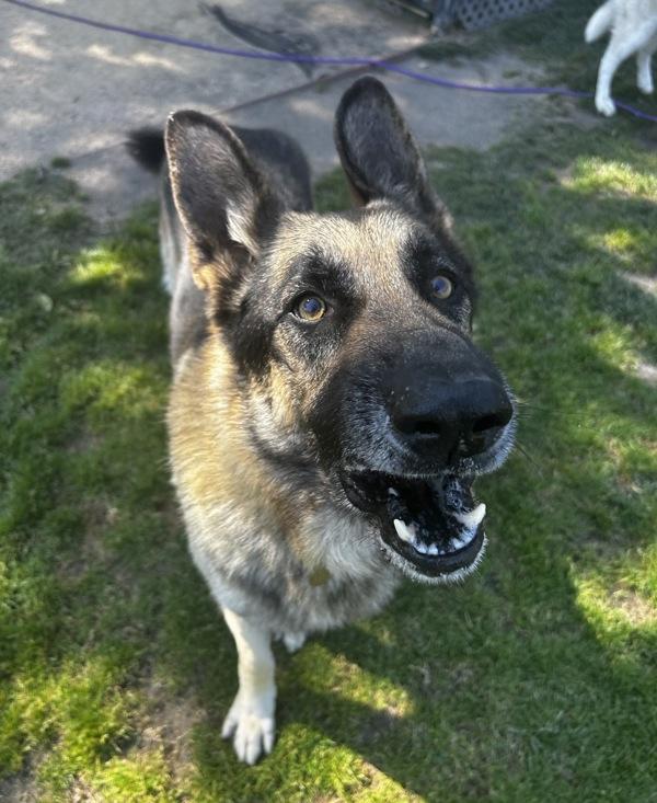 Enlarge Dax, a Adoptable mixed breed in Dublin, CA image 3/4