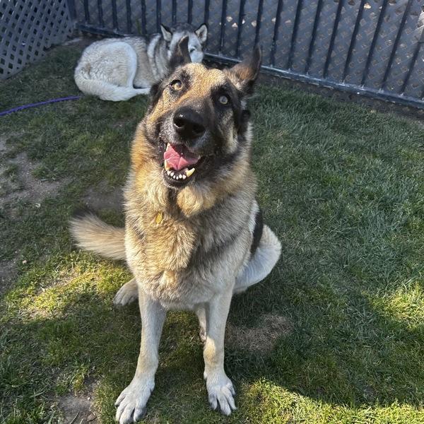 Enlarge Dax, a Adoptable mixed breed in Dublin, CA image 4/4
