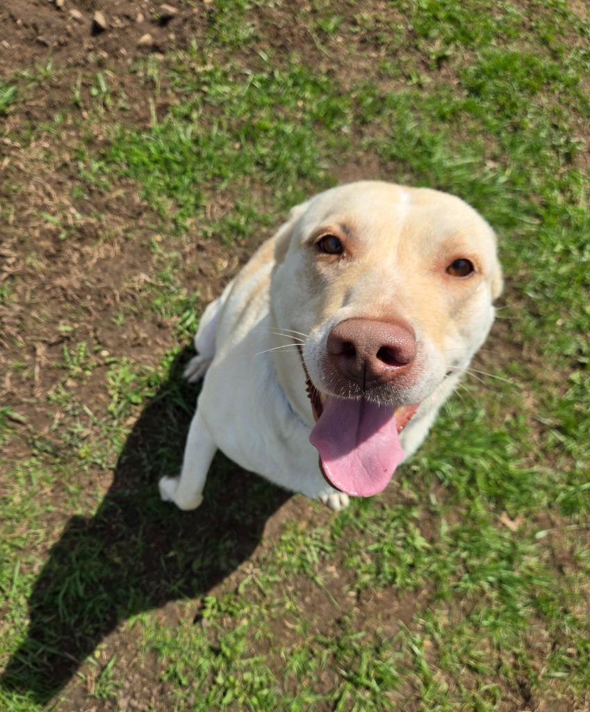 Enlarge Harley, a Adoptable Labrador Retriever in Angola, IN image 1/5