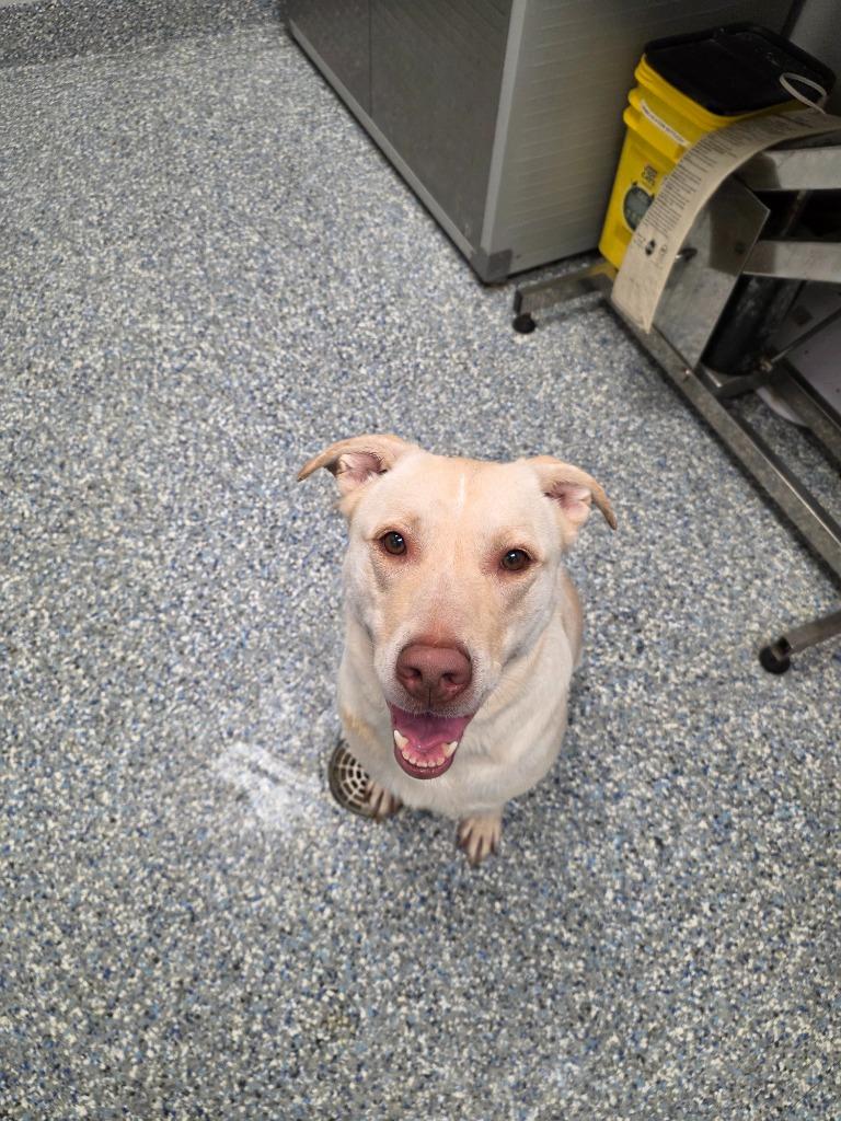 Enlarge Harley, a Adoptable Labrador Retriever in Angola, IN image 2/5