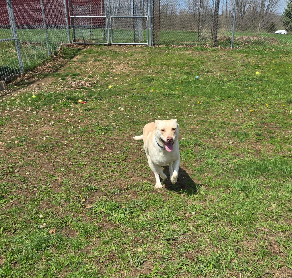 Enlarge Harley, a Adoptable Labrador Retriever in Angola, IN image 3/5