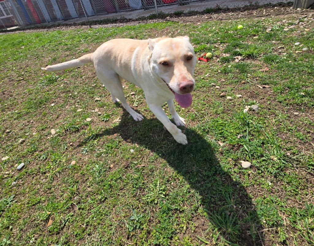 Enlarge Harley, a Adoptable Labrador Retriever in Angola, IN image 4/5
