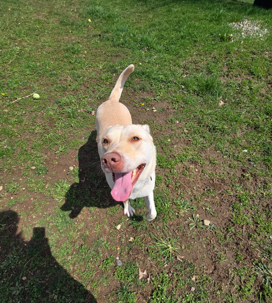 Enlarge Harley, a Adoptable Labrador Retriever in Angola, IN image 5/5