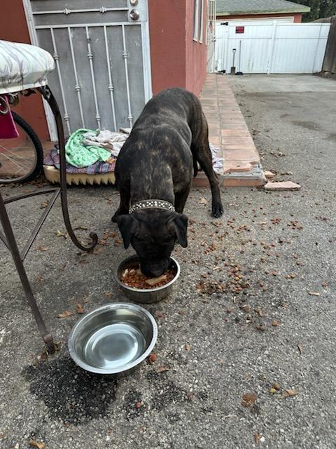 BIG girl, a Adoptable Mastiff in Los Angeles, CA image 1/4