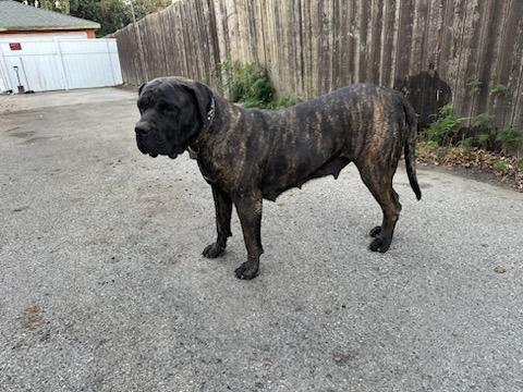 BIG girl, a Adoptable Mastiff in Los Angeles, CA image 2/4