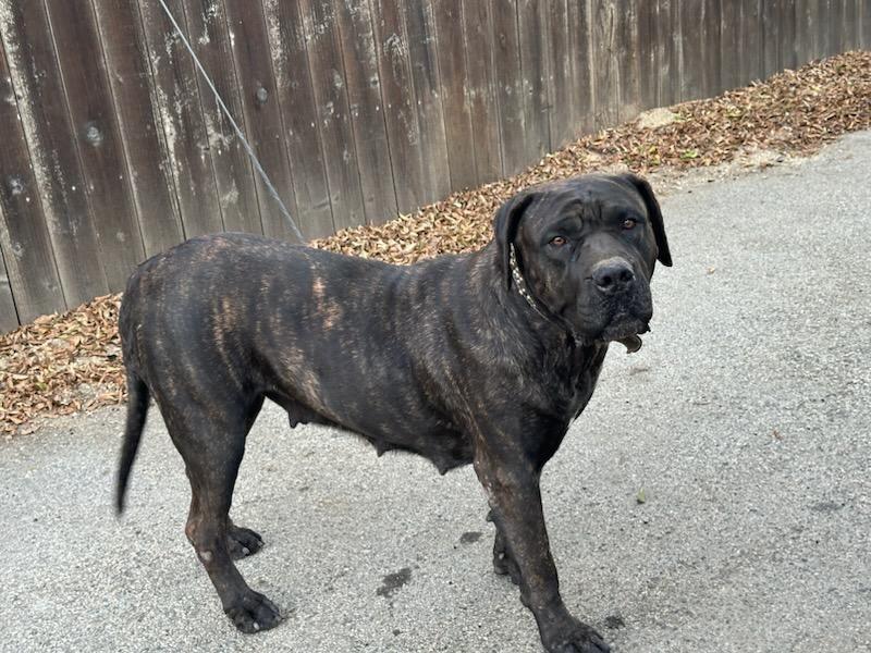 BIG girl, Adoptable, Adult Female Mastiff.