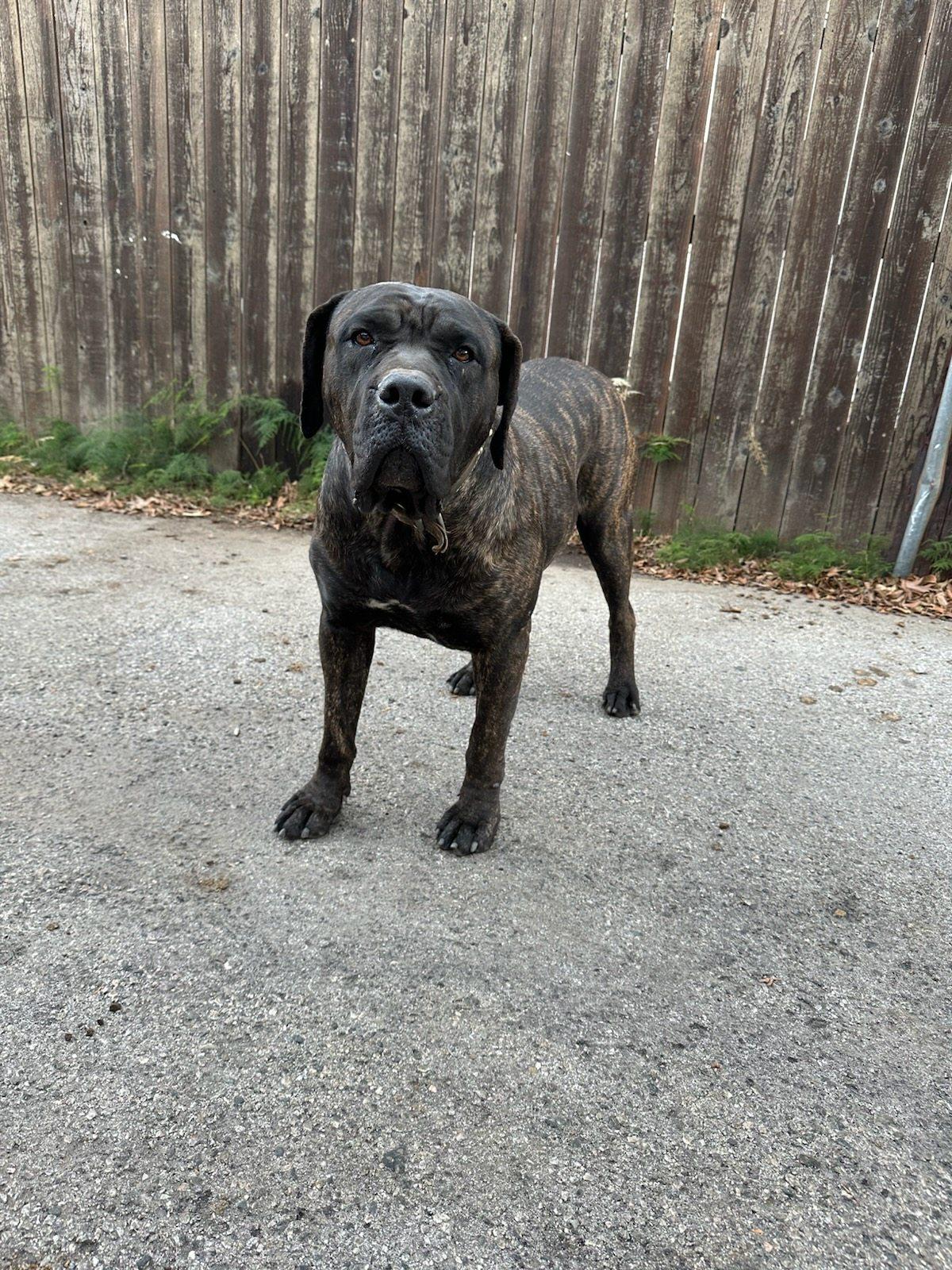 BIG girl, a Adoptable Mastiff in Los Angeles, CA image 4/4