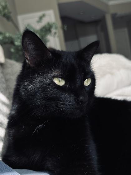 Enlarge Binx, a Adoptable mixed breed in Lewisville, TX image 1/1