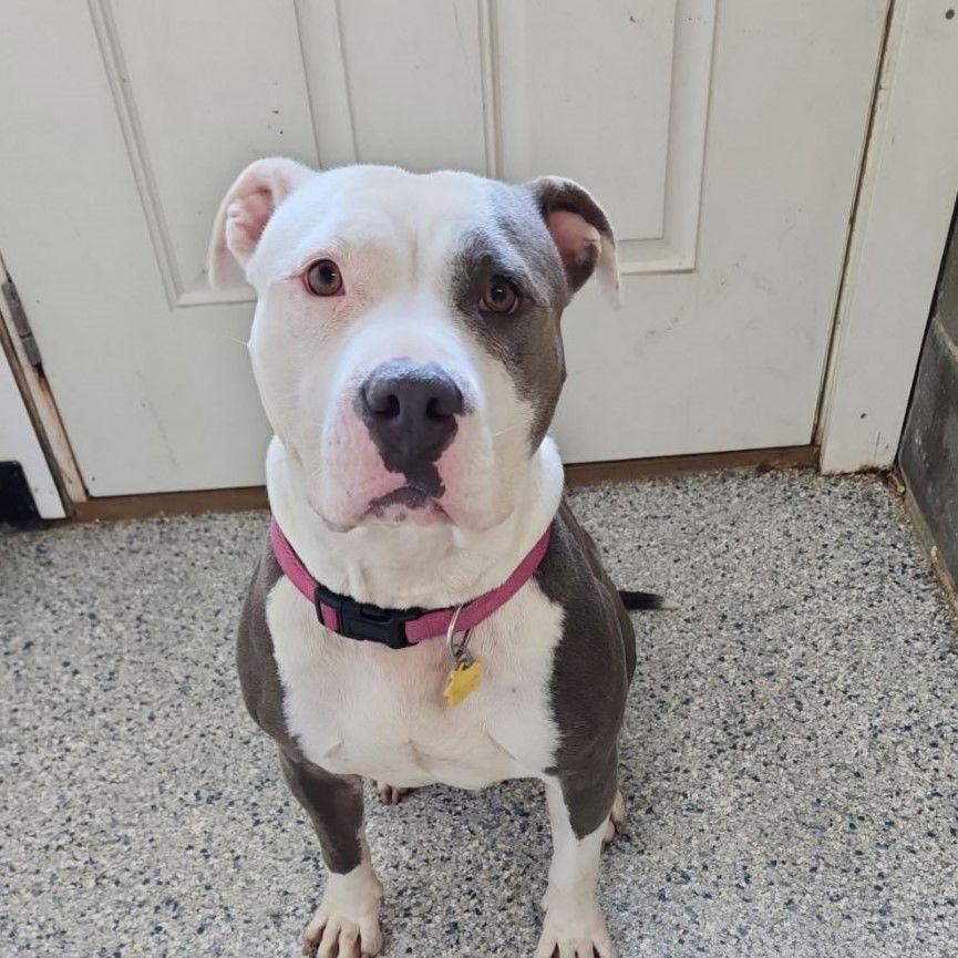 Kiki, a Adoptable Pit Bull Terrier in Knoxville, IA image 1/3