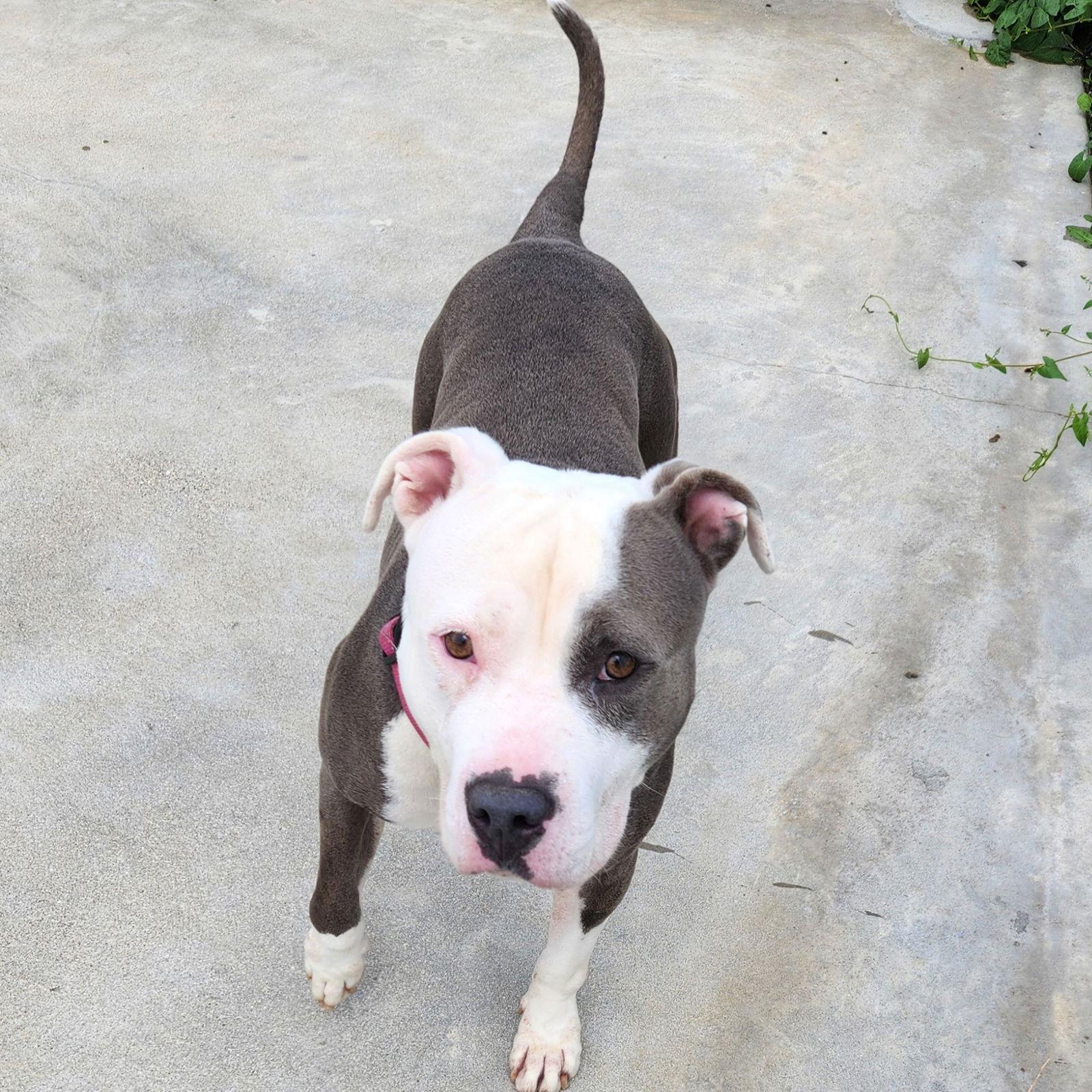 Kiki, a Adoptable Pit Bull Terrier in Knoxville, IA image 2/3