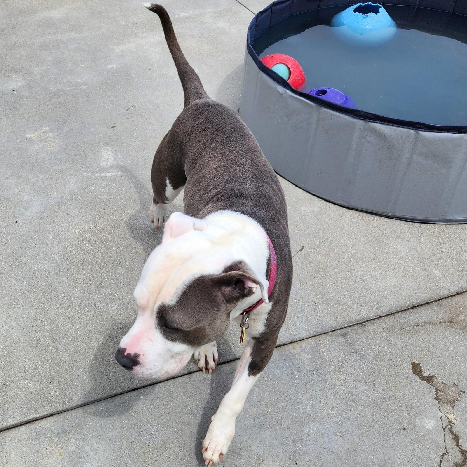 Kiki, a Adoptable Pit Bull Terrier in Knoxville, IA image 3/3