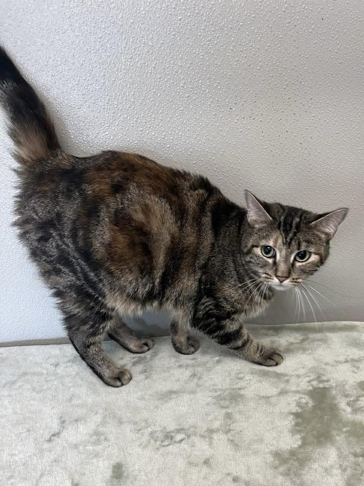 Cynthia, Adoptable, Adult Female Domestic Short Hair.