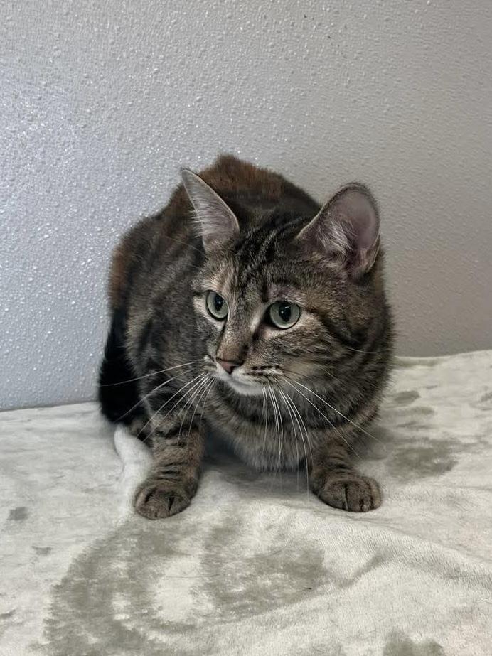 Enlarge Cynthia, a Adoptable Domestic Short Hair in Osgood, IN image 2/2