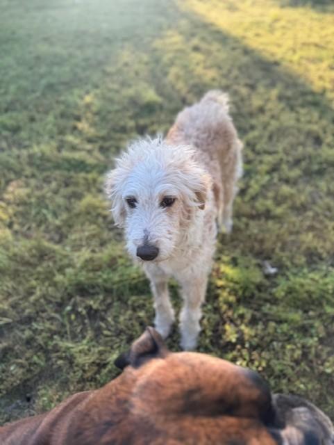 Enlarge Cassie, a ADOPTABLE mixed breed in Cushing, OK image 2/3