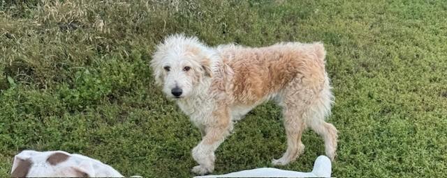 Enlarge Cassie, a ADOPTABLE mixed breed in Cushing, OK image 3/3