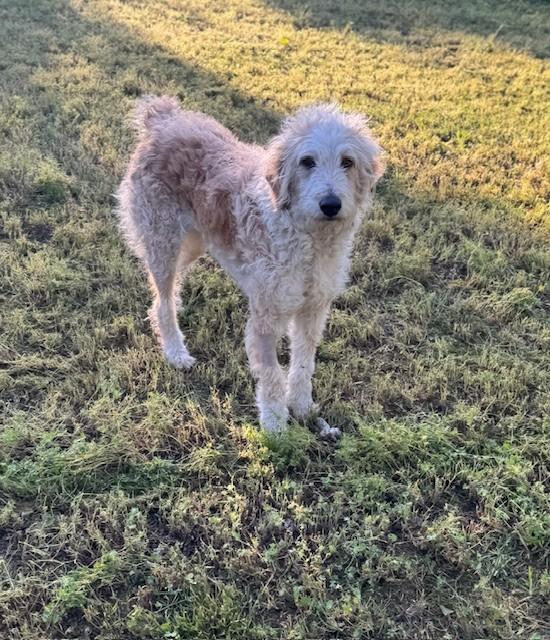 Cassie, ADOPTABLE, Adult Female Standard Poodle & Australian Shepherd.