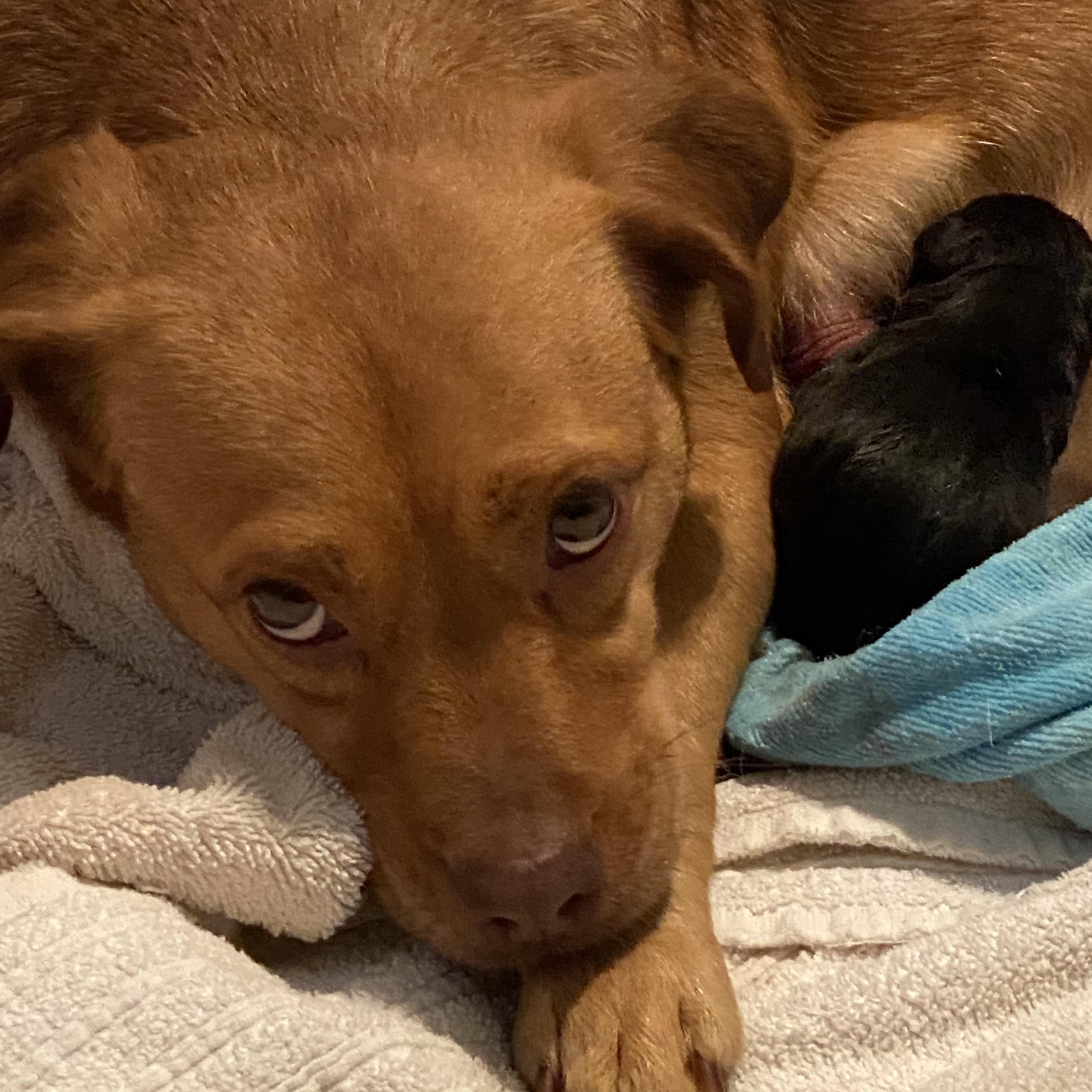 Rylee, ADOPTABLE, Adult Female Redbone Coonhound & Beagle.