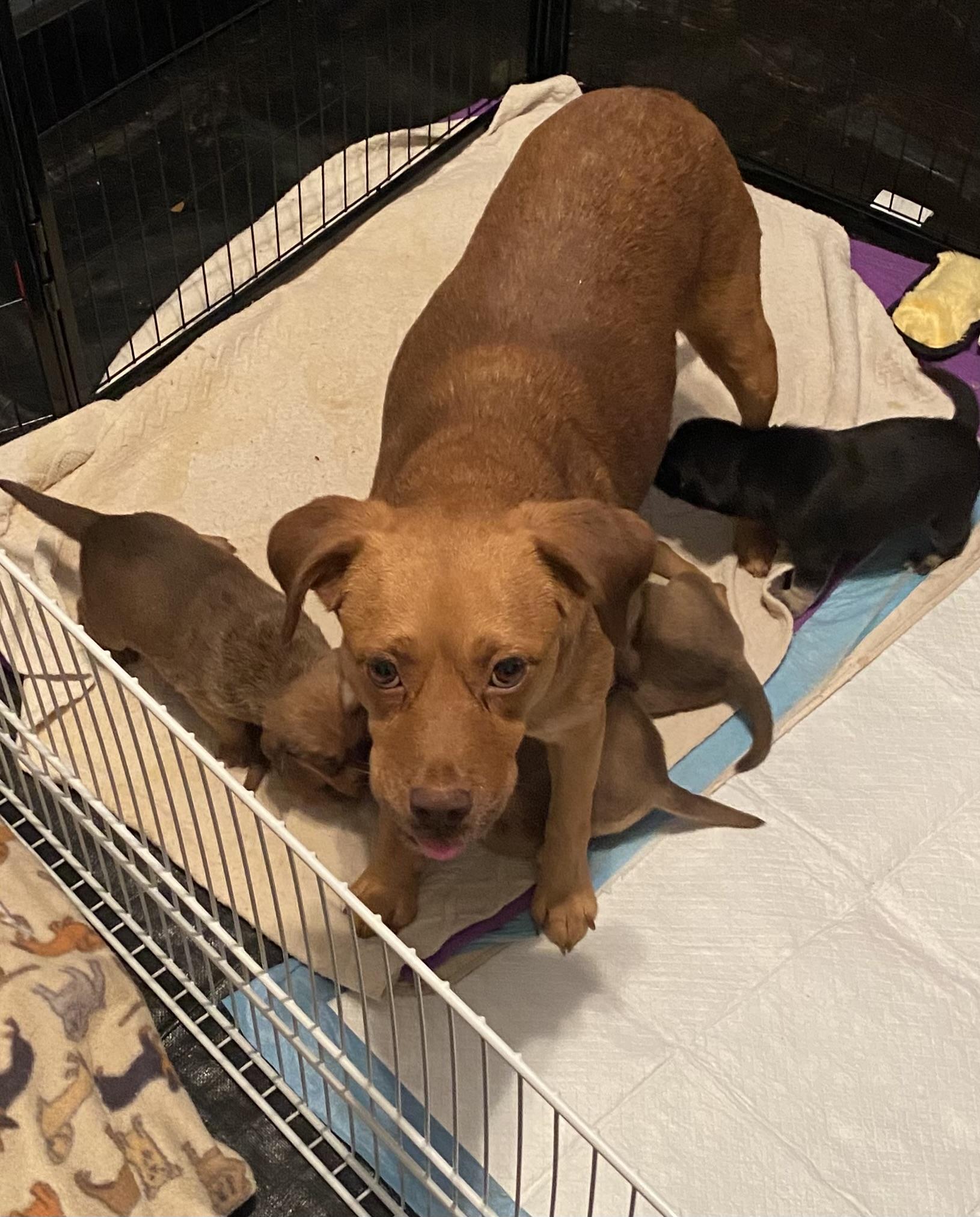 Enlarge Rylee, a ADOPTABLE mixed breed in Newtown, CT image 2/3