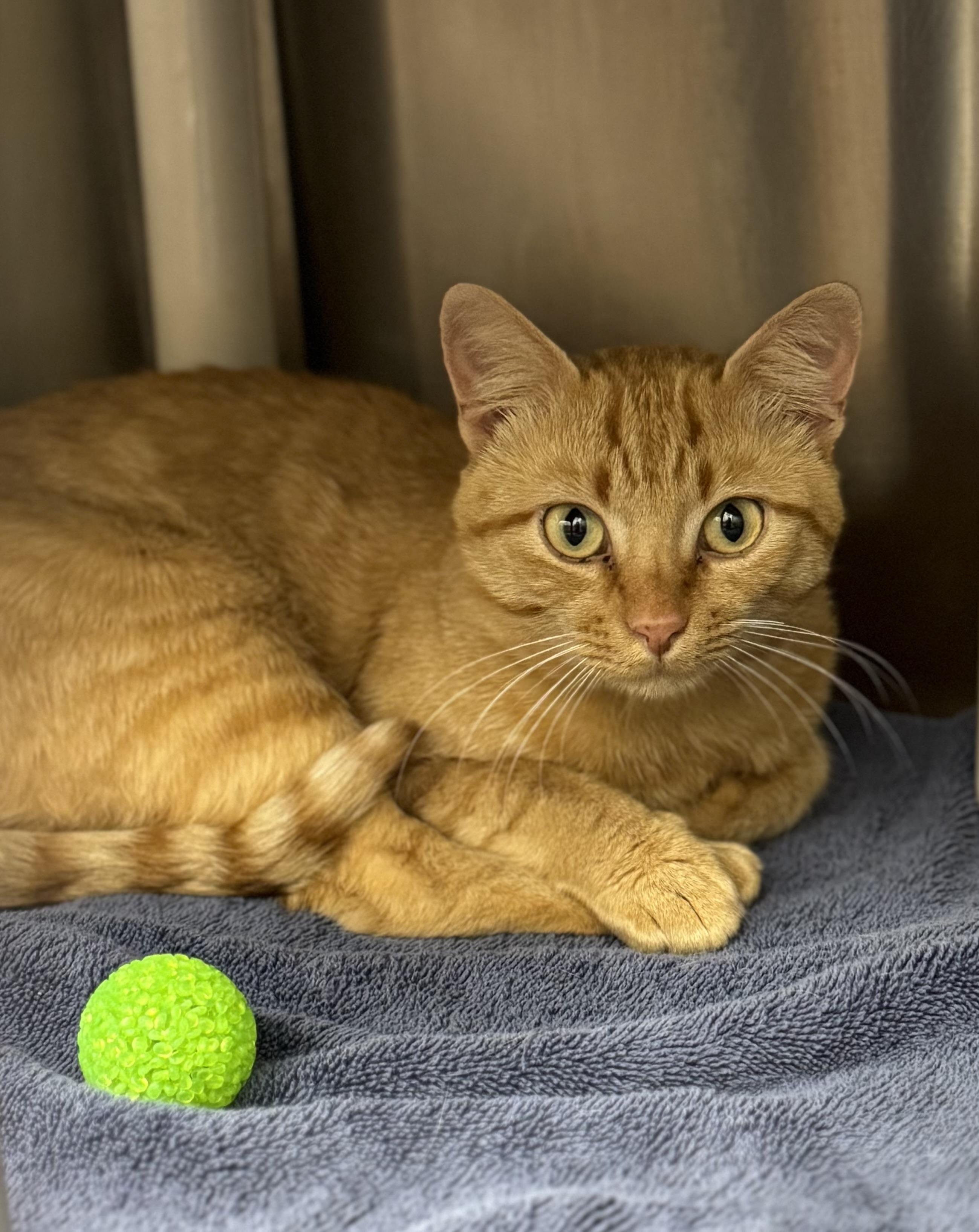 Enlarge Joe Dirt, a Adopted Domestic Short Hair in Neosho, MO image 1/1
