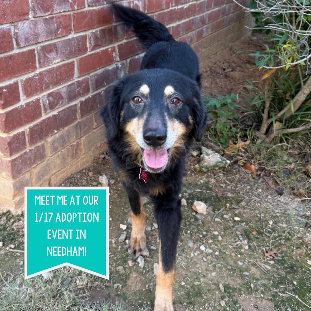 Malia, Adoptable, Senior Female Australian Shepherd.