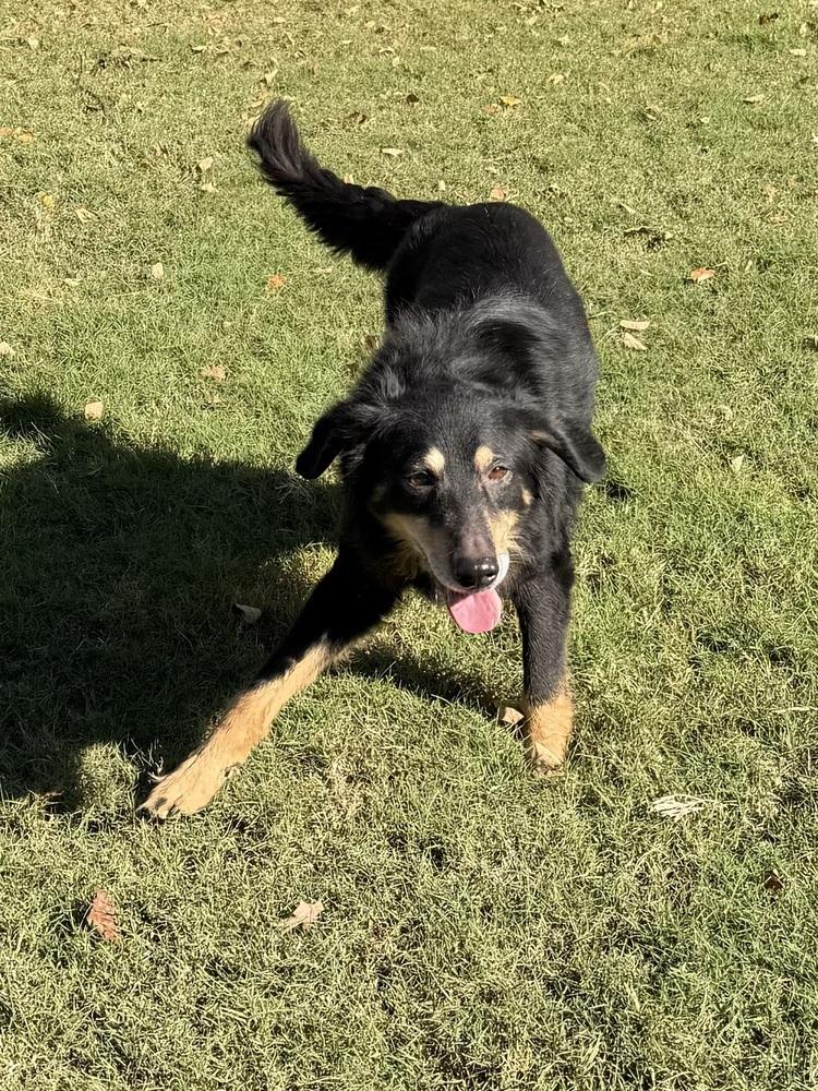 Malia, Adoptable, Senior Female Australian Shepherd.