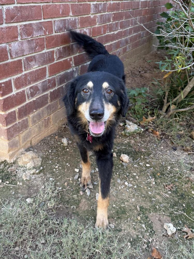 Enlarge Malia, a Adoptable mixed breed in Boston, MA image 2/6