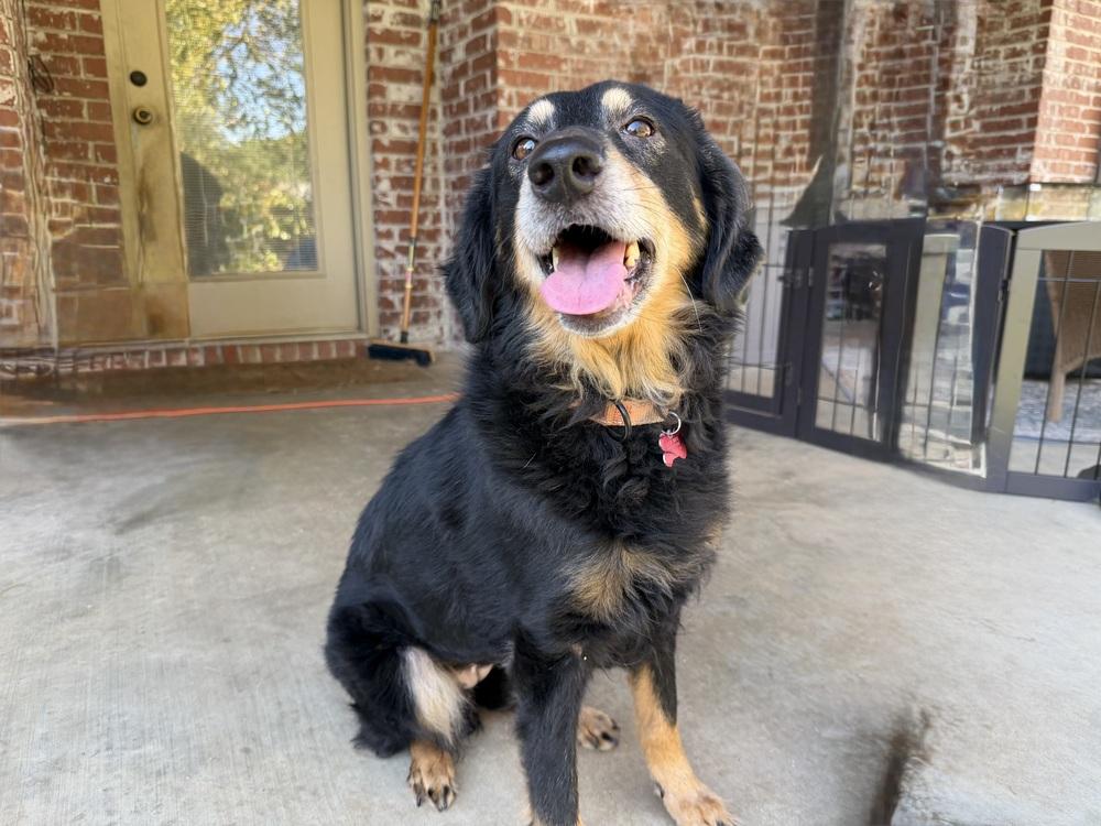 Enlarge Malia, a Adoptable mixed breed in Boston, MA image 4/6