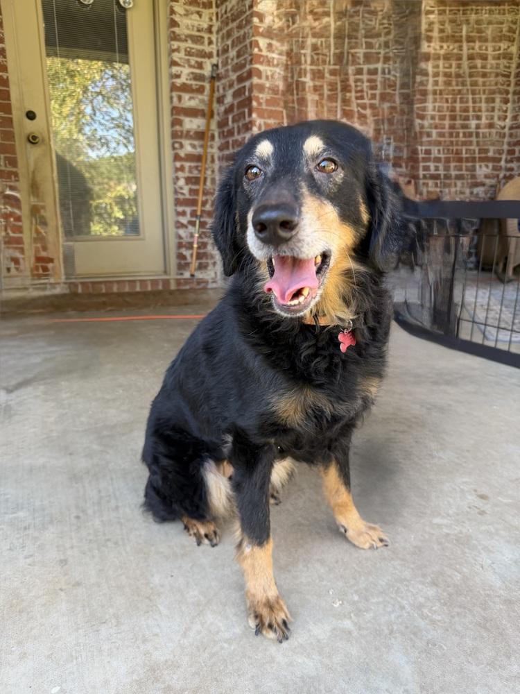 Enlarge Malia, a Adoptable mixed breed in Boston, MA image 5/6