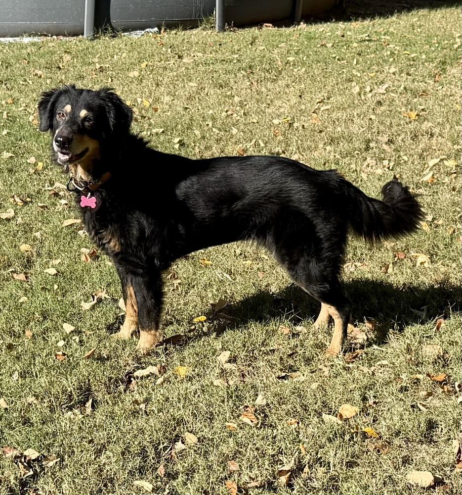 Enlarge Malia, a Adoptable mixed breed in Boston, MA image 6/6