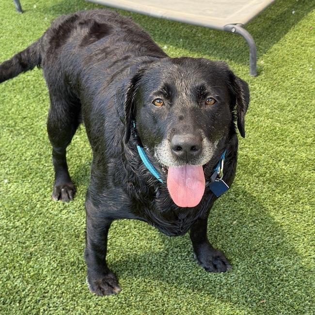 Tasha, Adoptable, Adult Female Labrador Retriever.