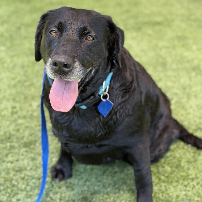 Enlarge Tasha, a Adoptable Labrador Retriever in San Diego, CA image 2/3