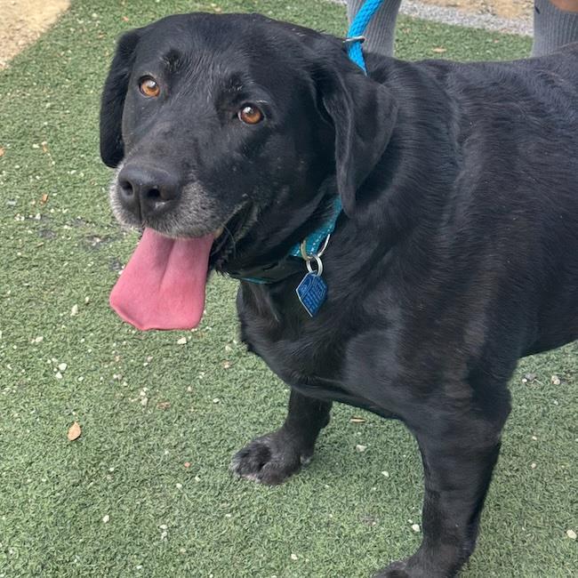 Enlarge Tasha, a Adoptable Labrador Retriever in San Diego, CA image 3/3