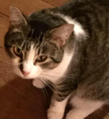 Enlarge (CP) MommaT, a Adoptable mixed breed in North Highlands, CA image 1/1