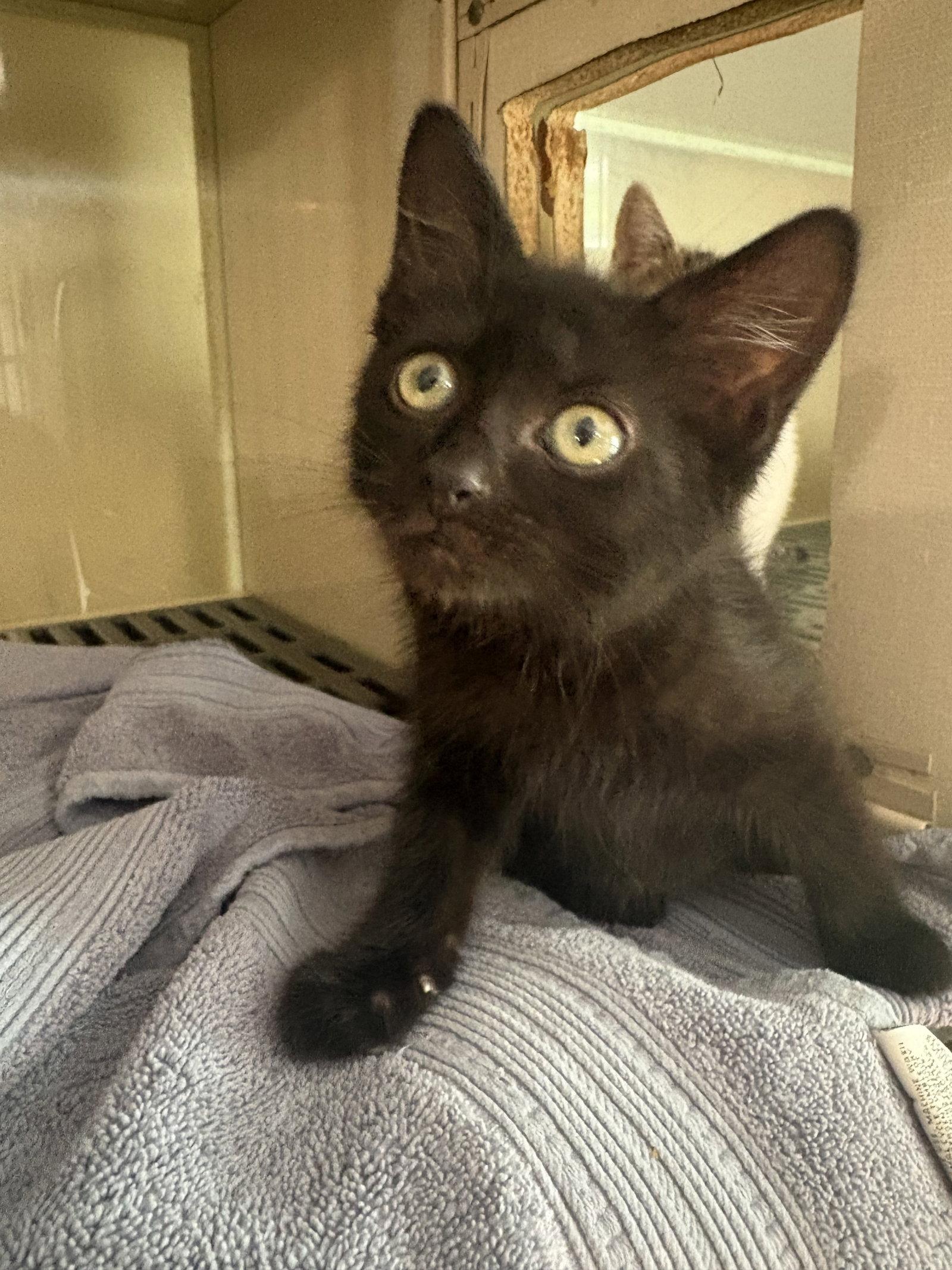 Sadie, Adoptable, Kitten Female Domestic Short Hair.