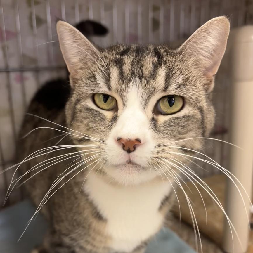 Enlarge Greg, a Adoptable Domestic Short Hair in Chippewa Falls, WI image 1/1