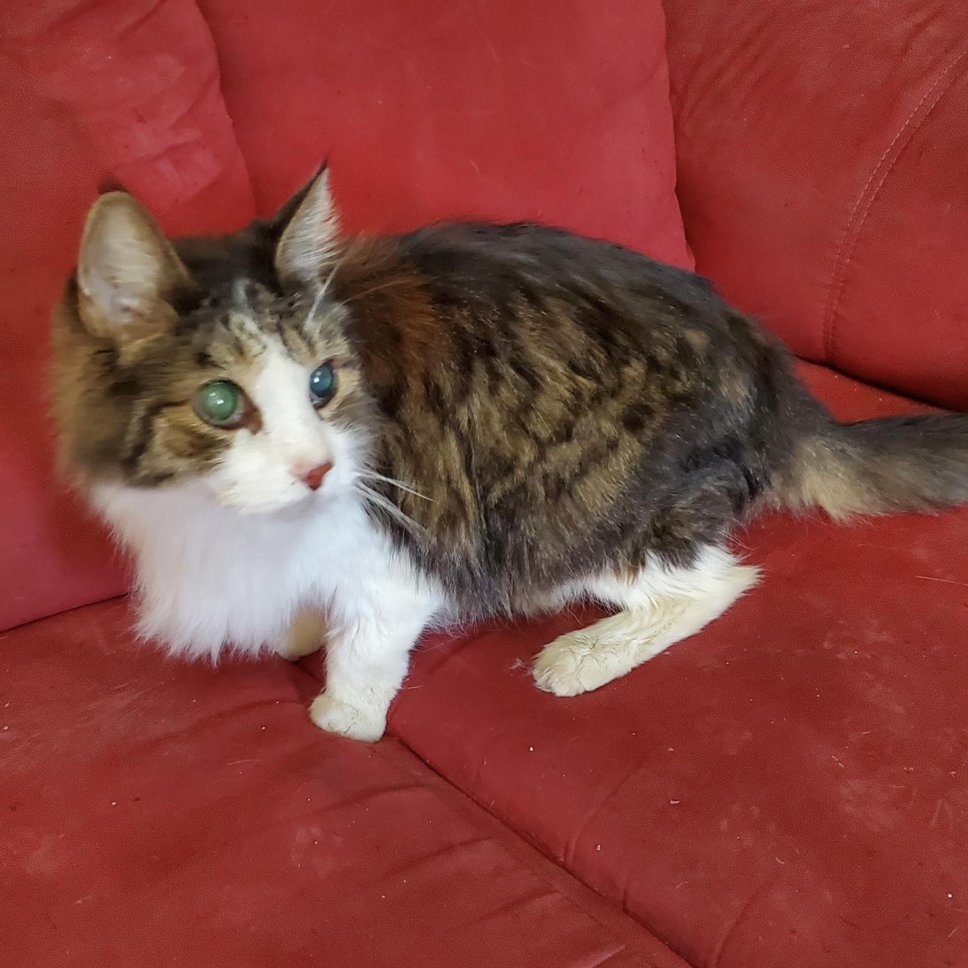 Enlarge Darwin, a Adoptable Domestic Medium Hair in Bentonville, AR image 1/1